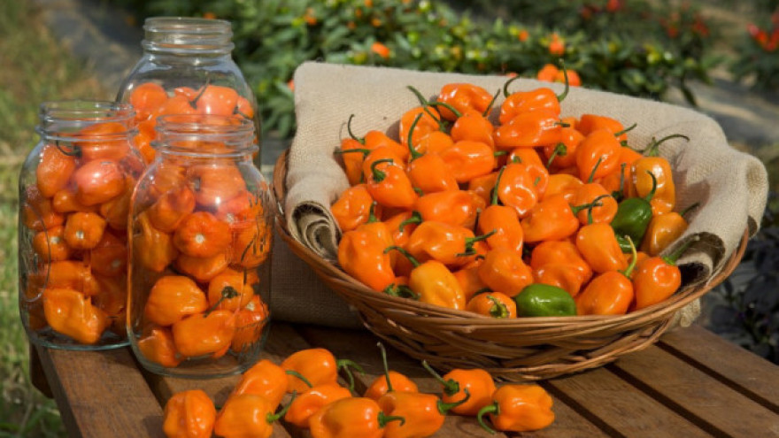 Habanero papričice – začin za hrabre