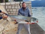 Ribolovac u Neumu ulovio ribu tešku 30 kg