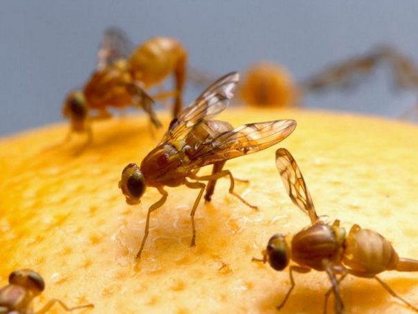 Ilustracija/ Stockvault