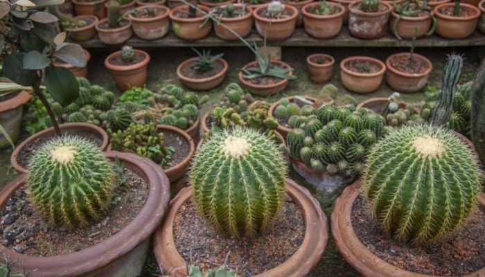 epa09944054 Cactus plants are displayed at the 'Cactus Bhubon' garden in Keraniganj Upazela, Dhaka, Bangladesh, 13 May 2022. Many people in Bangladesh are cultivating cacti plants in larger scale at their homes  EPA-EFE/MONIRUL ALAM