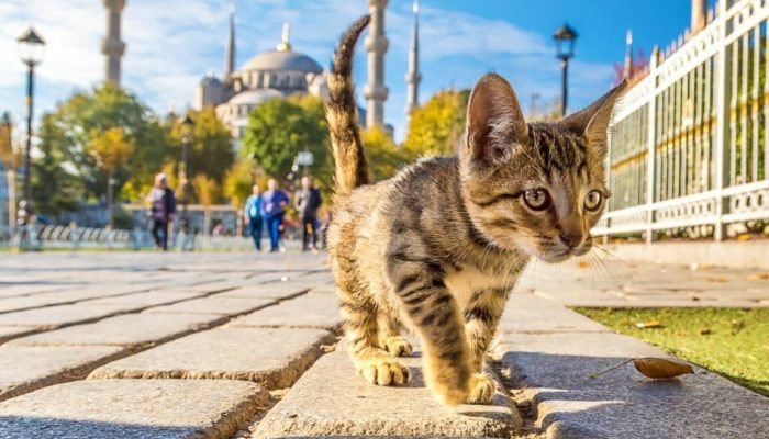 1686920593_bogatyr-club-p-koshka-na-ulitse-foni-instagram-66