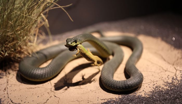 240201_izlozba_muzej_vodozemci_i_gmizavci_ex_situ_9675