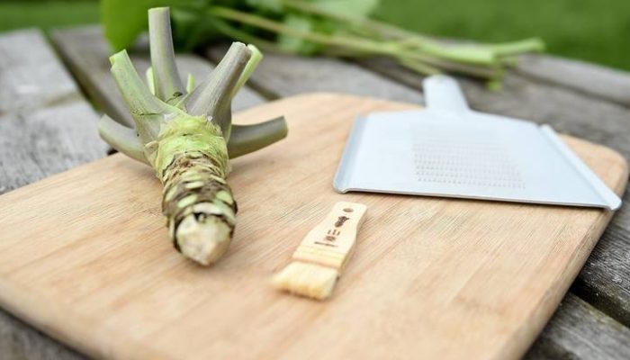 Wasabi harvestThe rhizome of trimmed harvested wasabi plant which was grown on one of The Wasabi Company's farms near Winchester in Hampshire.Andrew Matthews Photo: Press Association/PIXSELL