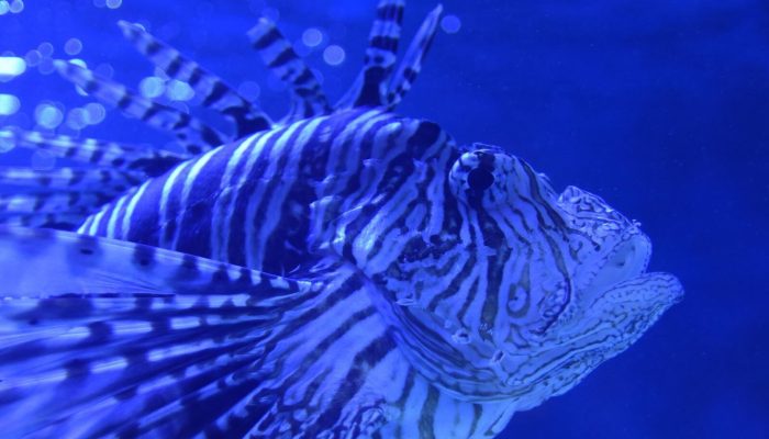 Aquarium u Puli 10.12.2018., Pula - U Aquariumu Pula na jedinstven nacin se spaja bogatstvo Jadrana sa stoljetnom vojnom povijescu Pule. Akvarij je smjesten u 130 godina staroj utvrdi Verudela, dijelu nekada mocnog obrambenog sklopa austrougarske Tvrdjave Pula. Utvrdu danas nastanjuju stotine vrsta riba sjevernog i juznog Jadrana te nekoliko vrsta iz tropskih morskih i slatkih voda kao i ribe hrvatskih rijeka i jezera. Riba lavrPhoto: Dusko Marusic/PIXSELL