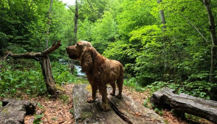 charlie-1067x800-1738225839-821x550