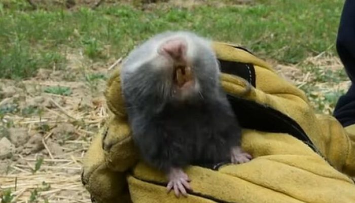 cudo-u-regionu-pronadjena-zivotinja-za-koju-se-mislilo-da-je-davno-izumrla-sljepas1_67bc40c15a84a (1)