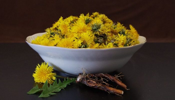 maslačak-radič-1280x720