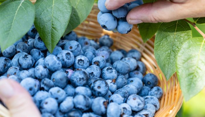 n5MktkpTURBXy8wYTk4M2IxZGQzYmE3ZWQyZDY0OTlhYzQ3MTAxY2E3Yy5qcGeRkwXNBLDNA4Q