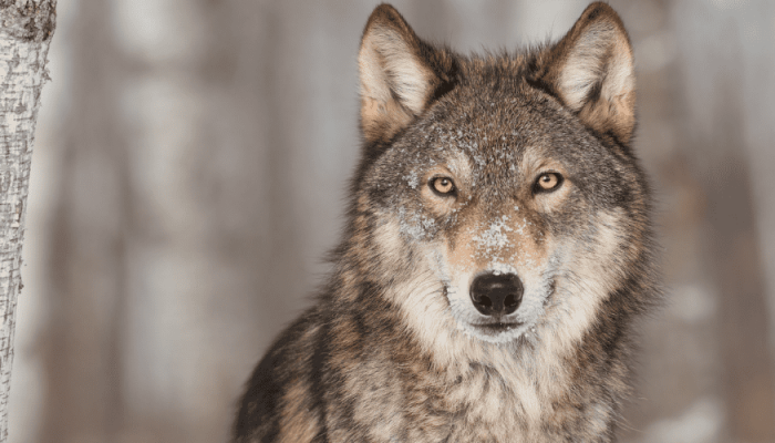 neverovatne-cinjenice-vukovi-1