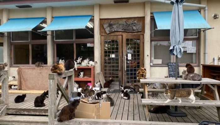 ostrvo-gdje-macke-vladaju-donose-srecu-i-ima-ih-vise-od-ljudi-japan_6651b7c04778f