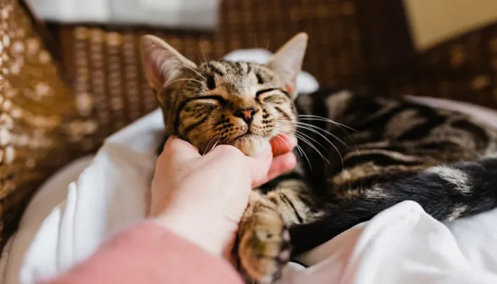 petting_pet_cat-1296x728-header