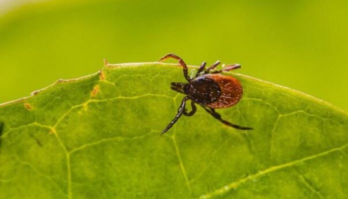 posadite-ove-dvije-biljke-u-dvoriste-i-krpelji-ce-pobjeci-krpelj_67fd0f8c8fc5a