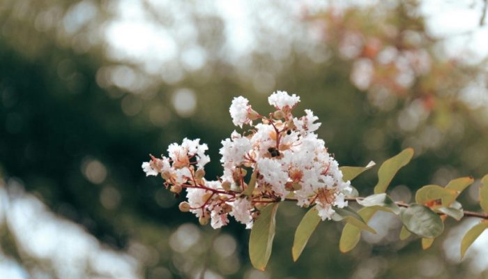 potted-myrtle-pexels-2-1750329224-821x550